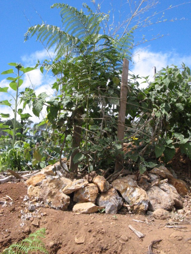 Magiczna oaza weganki wrozki Marii Bucardi