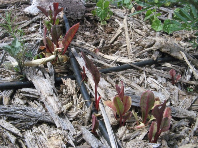 Magiczna oaza weganki wrozki Marii Bucardi