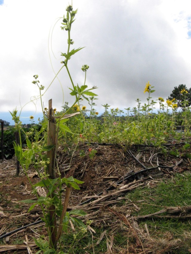 Magiczna oaza weganki wrozki Marii Bucardi
