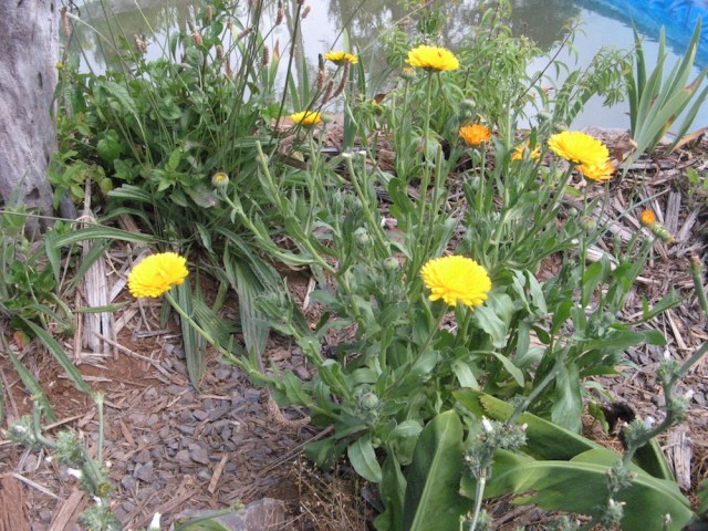 Magiczna oaza weganki wrozki Marii Bucardi