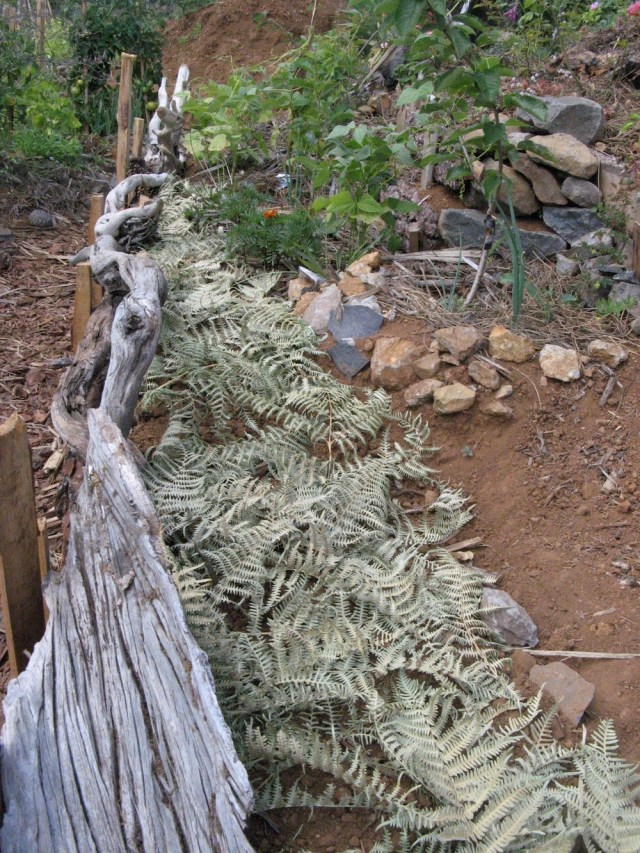 Magiczna oaza weganki wrozki Marii Bucardi