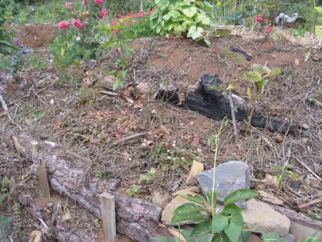 Magiczna oaza weganki wrozki Marii Bucardi