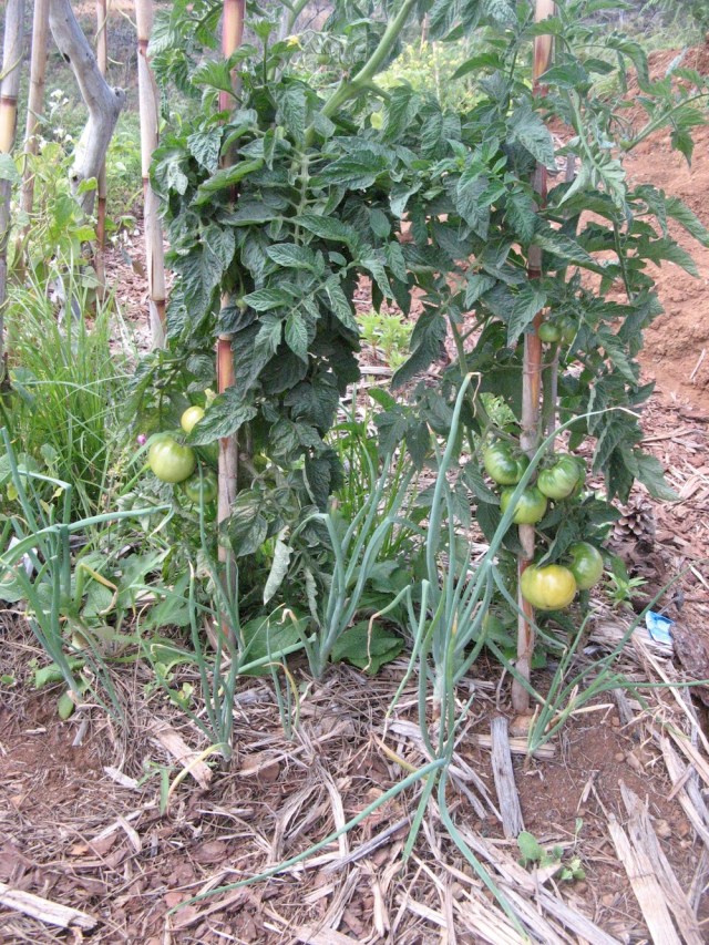 Magiczna oaza weganki wrozki Marii Bucardi