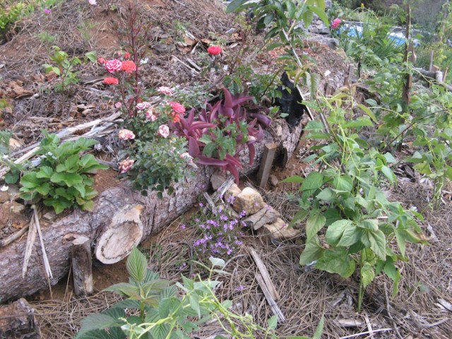 Magiczna oaza weganki wrozki Marii Bucardi