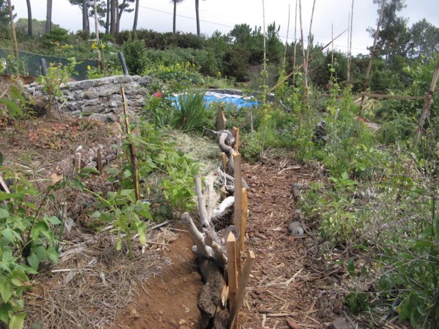 Magiczna oaza weganki wrozki Marii Bucardi