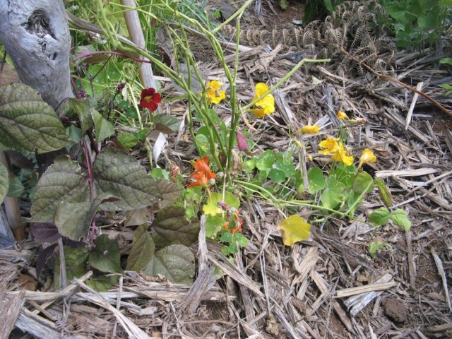 Magiczna oaza weganki wrozki Marii Bucardi