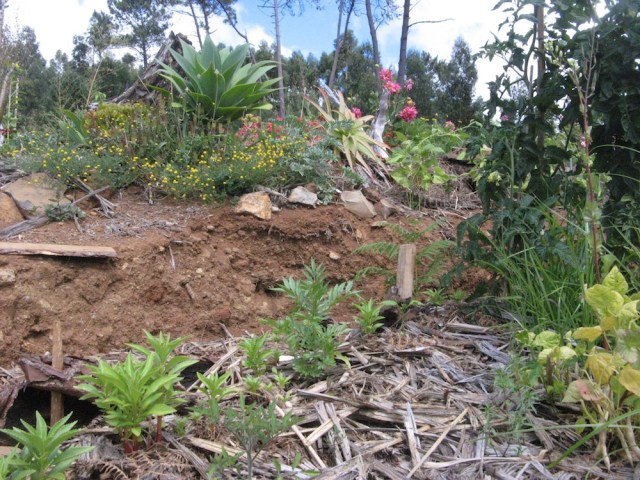 Magiczna oaza weganki wrozki Marii Bucardi