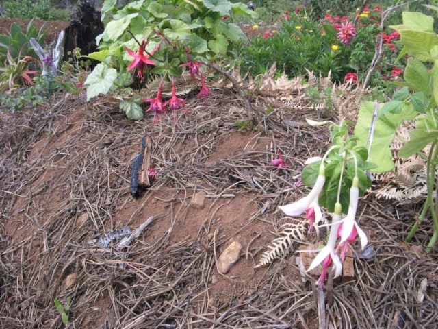 Magiczna oaza weganki wrozki Marii Bucardi