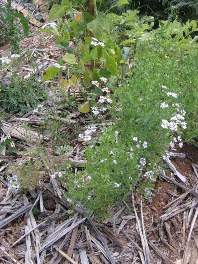 Magiczna oaza weganki wrozki Marii Bucardi