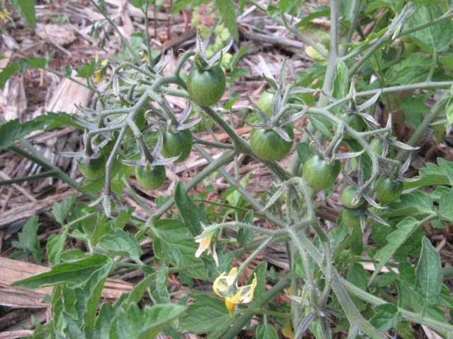 Magiczna oaza weganki wrozki Marii Bucardi