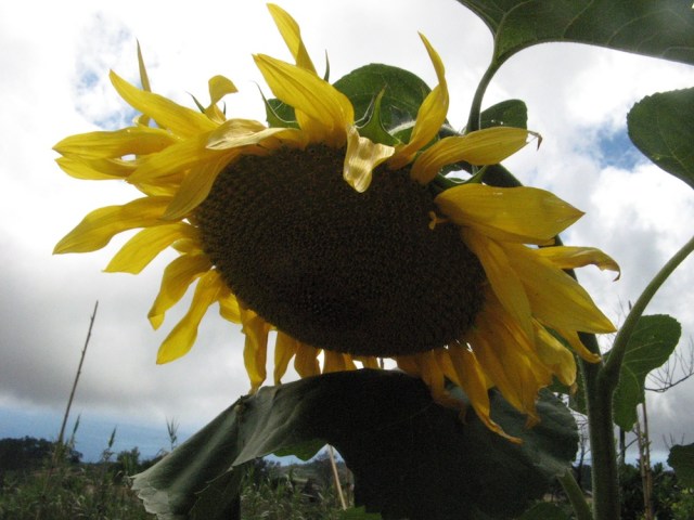 Magiczna oaza weganki wrozki Marii Bucardi