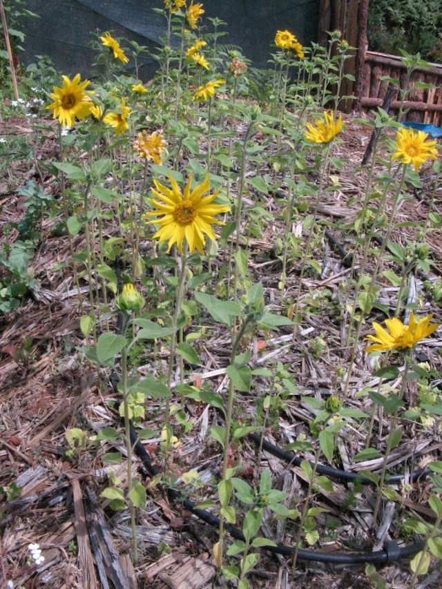 Magiczna oaza weganki wrozki Marii Bucardi