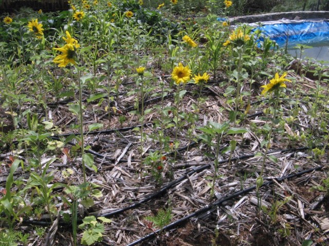 Magiczna oaza weganki wrozki Marii Bucardi