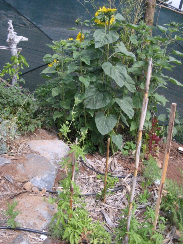 Magiczna oaza weganki wrozki Marii Bucardi