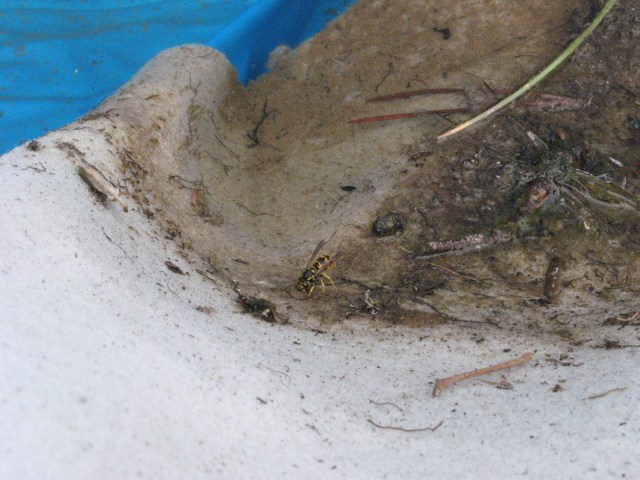 Magiczna Oaza - tworzona z Wasza pomoca, nasz wspolny ogrod dla Matki Ziemi