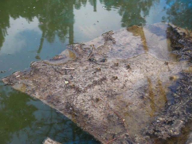 Magiczna Oaza - tworzona z Wasza pomoca, nasz wspolny ogrod dla Matki Ziemi