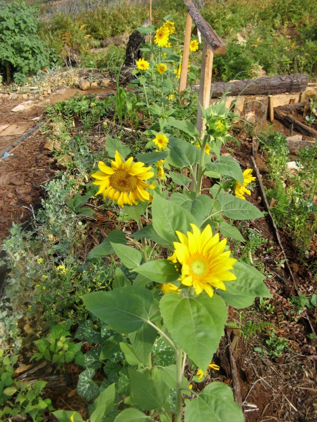 Sloneczniki w Magicznej Oazie - Odrog dla gatunkow zagrozonych wyginieciem