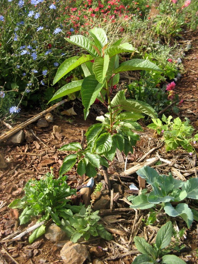 Czeresnia Eli S., ktora przekazala na to drzewo pieniadze w akcji Posadz Drzewo w Magicznej Oazie