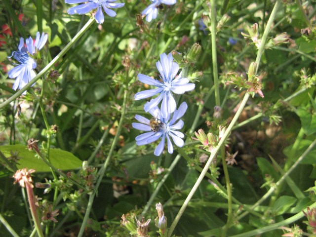 Kwitnaca salata wg mnie jest to krzyzowka z pyszna cykoria podroznikiem - Magiczny Ogrod