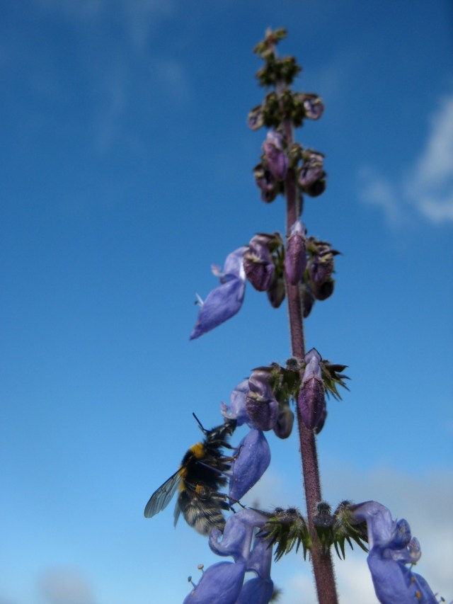 Roslina z Afryki niestety nie znam nazwy