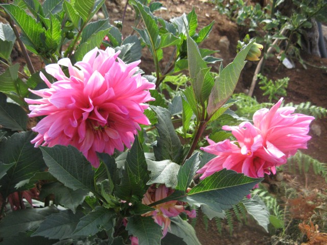 Dalia - w Magicznej Oazie