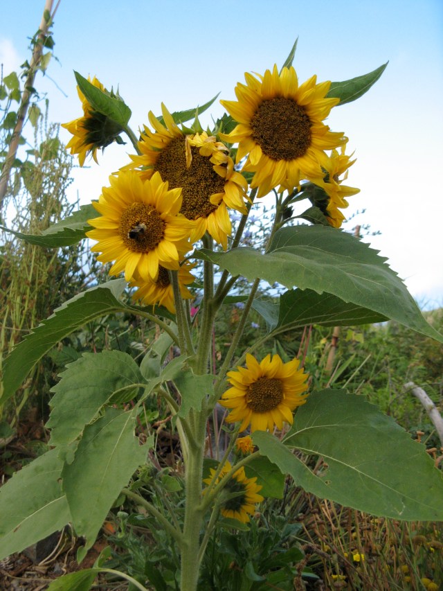 Slonecznik w Magicznej Oazie