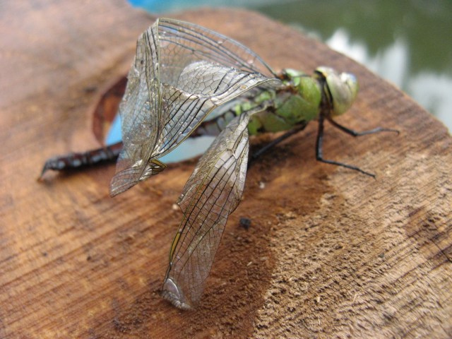 Mlodziutka wazka, dopiero urodzila sie w Oazie - Magiczny Ogrod