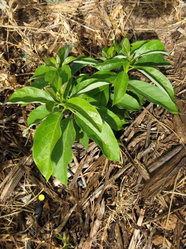 Awokado Eli S., ktora przekazala na to drzewo pieniadze w akcji Posadz Drzewo w Magicznej Oazie