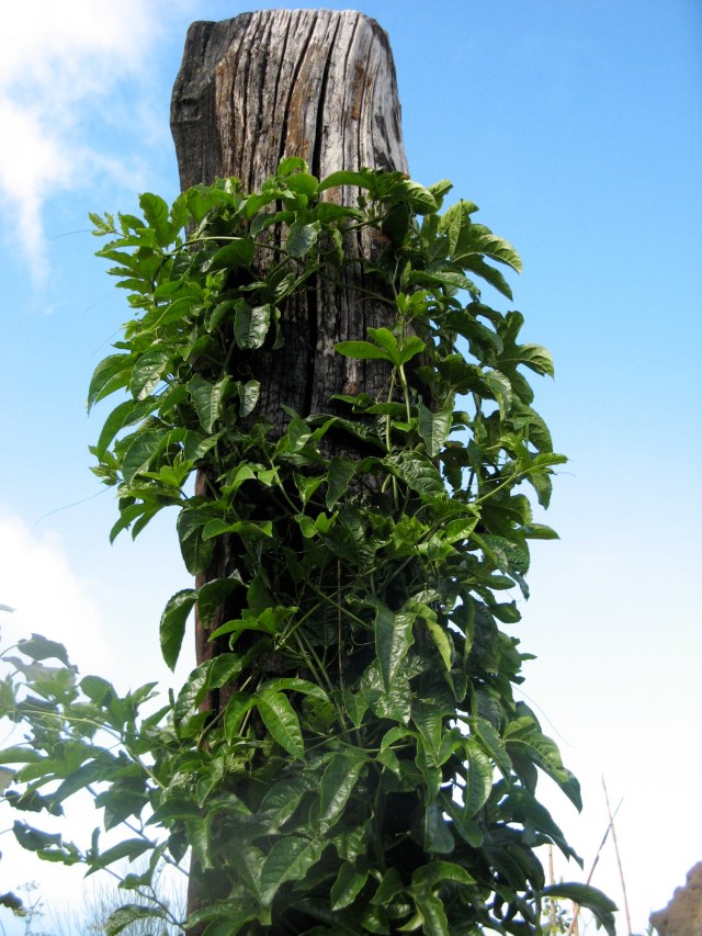 Męczennica (Passiflora L.) w Magicznej Oazie 