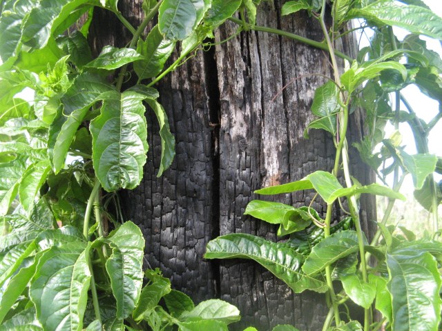 Męczennica (Passiflora L.) w Magicznej Oazie 