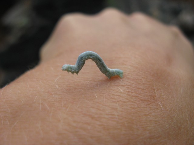 Magiczna Oaza Ogrod dla Matki Ziemi