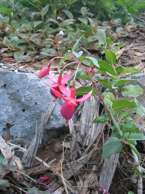 Fukcja w czesci ogrody SylwiiK. w Magicznej Oazie