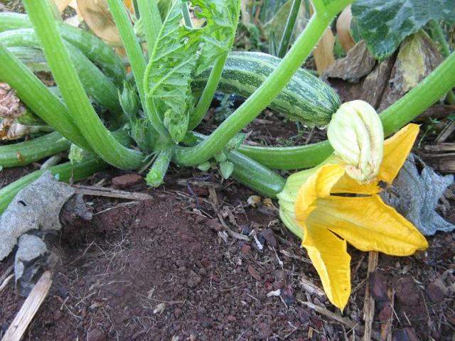 Cukinia w czesci ogrody SylwiiK. w Magicznej Oazie