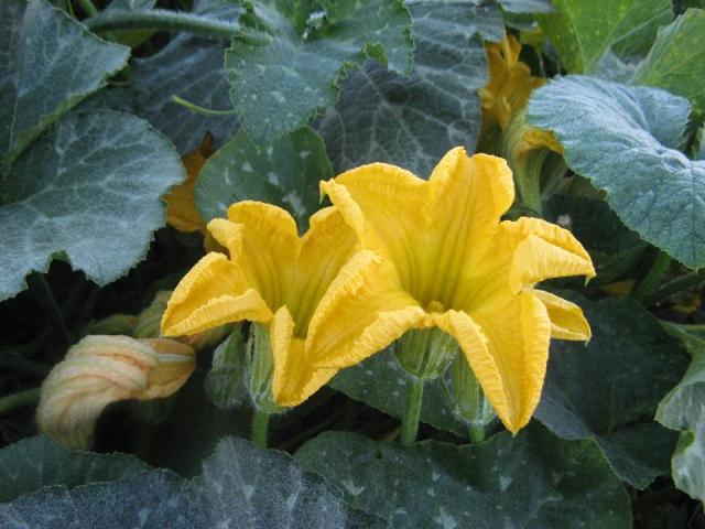 po pierwszym deszczu w Magicznej Oazie