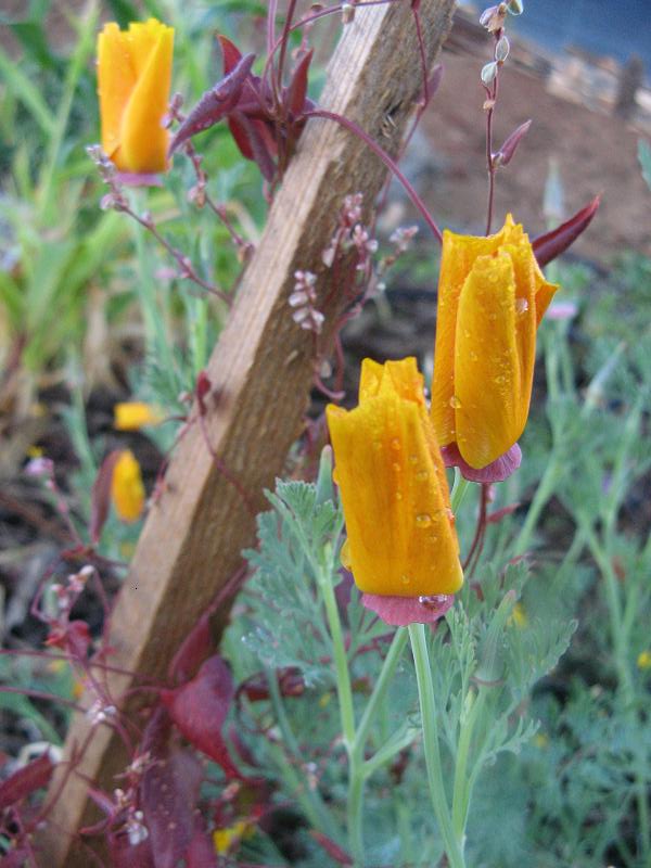 po pierwszym deszczu w Magicznej Oazie