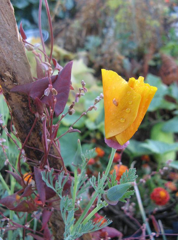 po pierwszym deszczu w Magicznej Oazie