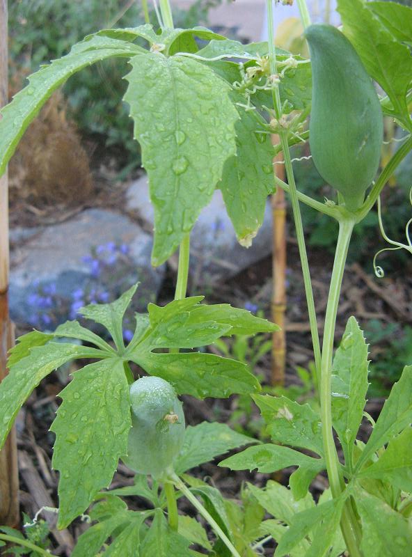 po pierwszym deszczu w Magicznej Oazie