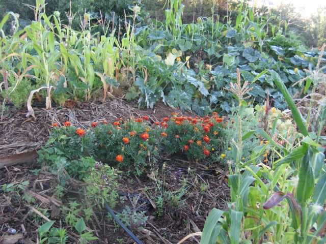 po pierwszym deszczu w Magicznej Oazie