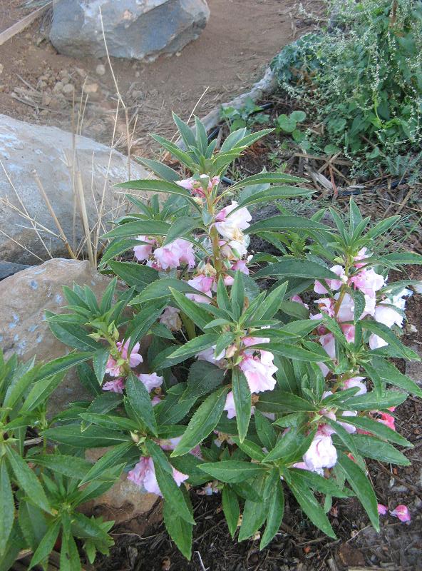 Niecierpki - jadalne kwiaty an surowo - po pierwszym deszczu w Magicznej Oazie