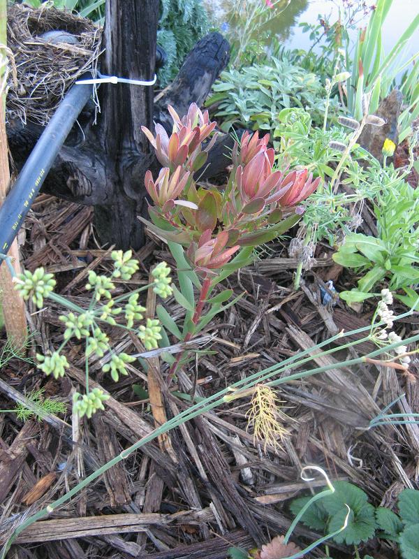 Krzew z Afryki - nazwa nieznana - po pierwszym deszczu w Magicznej Oazie