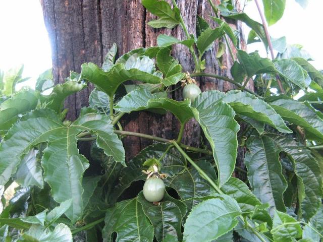 Pierwsze owoce Marakuji - Meczennicy!!! - po pierwszym deszczu w Magicznej Oazie