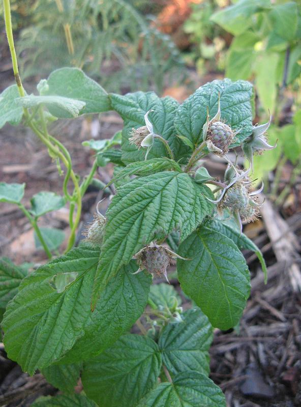 Polskie maliny !!! Pierwsze owoce - po pierwszym deszczu w Magicznej Oazie