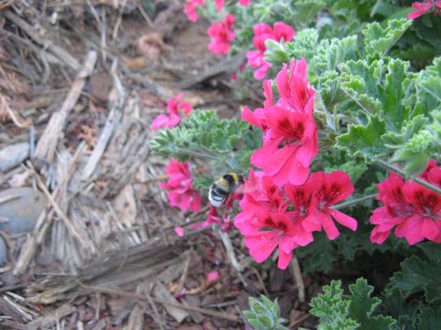 Geranium Pelargonie jadalne kwiaty - po pierwszym deszczu w Magicznej Oazie