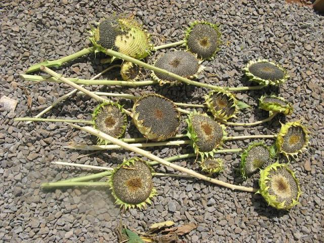 Zbiory nasion slonecznika - w Magicznej Oazie