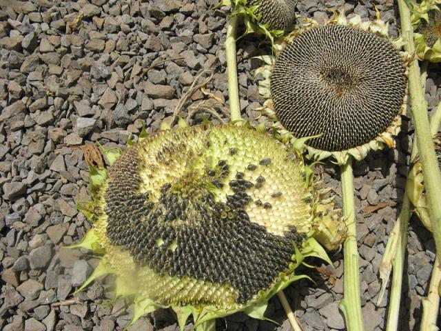 Zbiory nasion slonecznika - w Magicznej Oazie