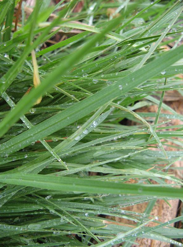 Trawa - w Magicznej Oazie po deszczu