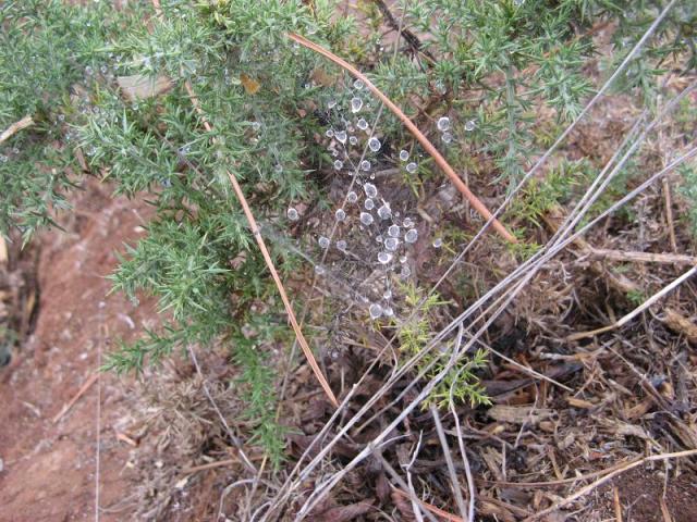 Pajecza siec -  w Magicznej Oazie po pierwszym deszczu