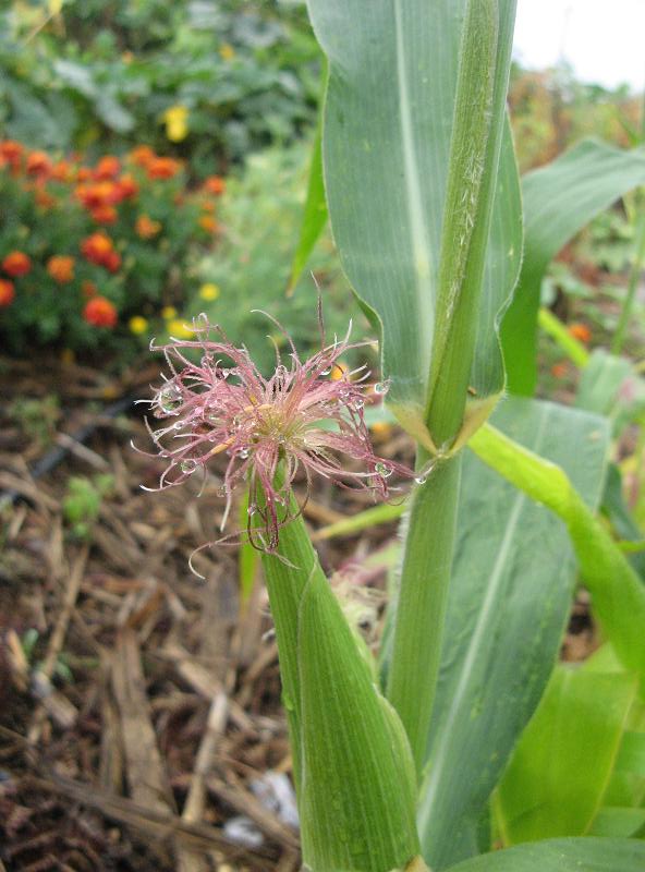 Kwiat kukurydzy - w Magicznej Oazie po pierwszym deszczu