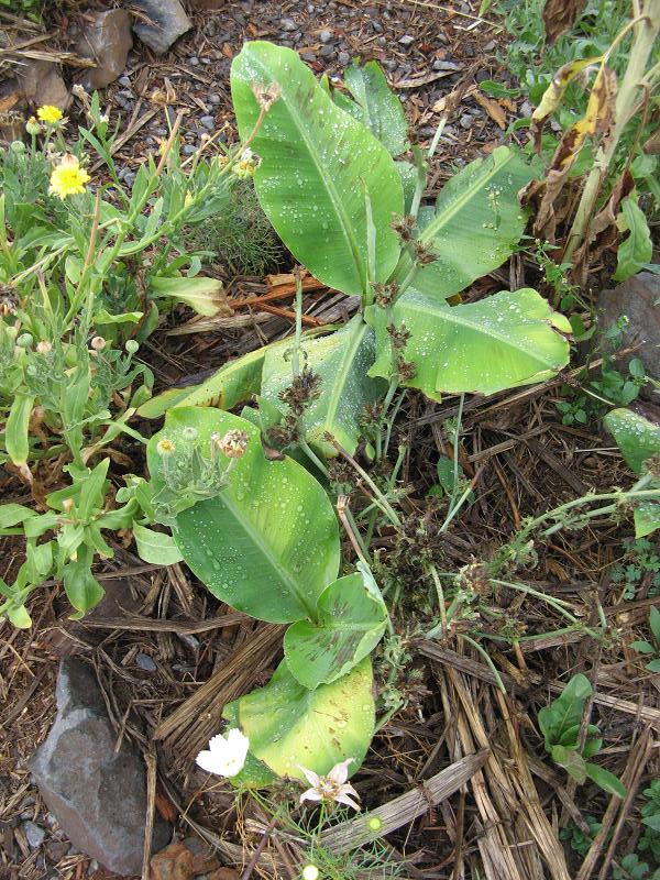 Bananowce - w Magicznej Oazie po pierwszym deszczu