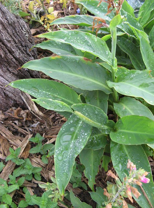 Roslina nieznana - w Magicznej Oazie po pierwszym deszczu